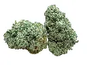 WHITE WIDOW