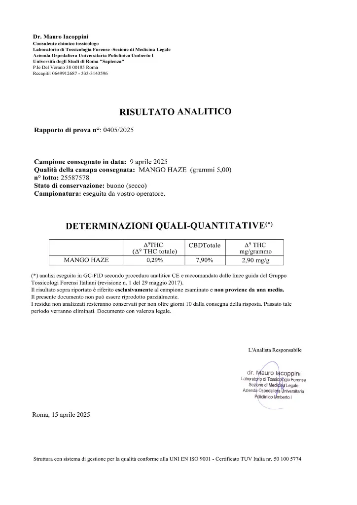 ANALISIS MANGO HAZE.webp