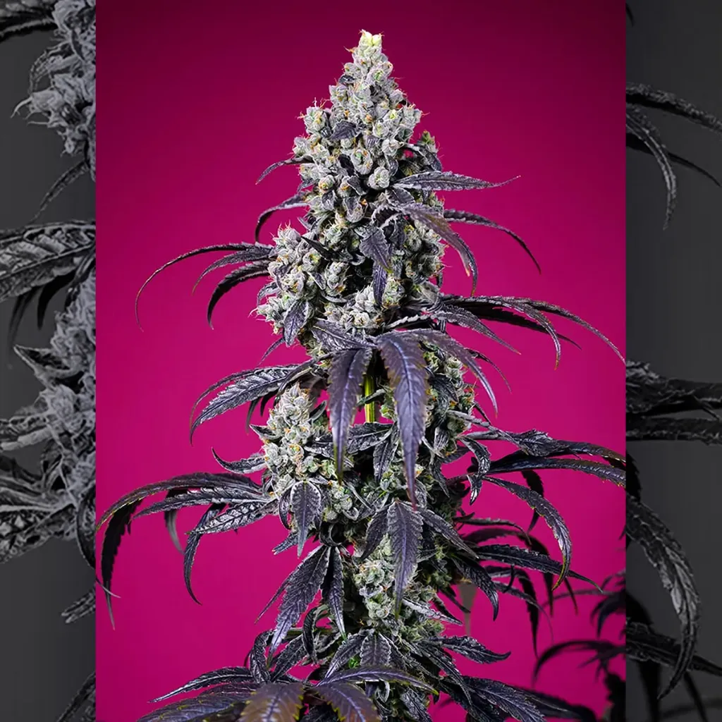 auto-american-pie-mix (1).webp