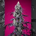 auto-american-pie-mix (1).webp