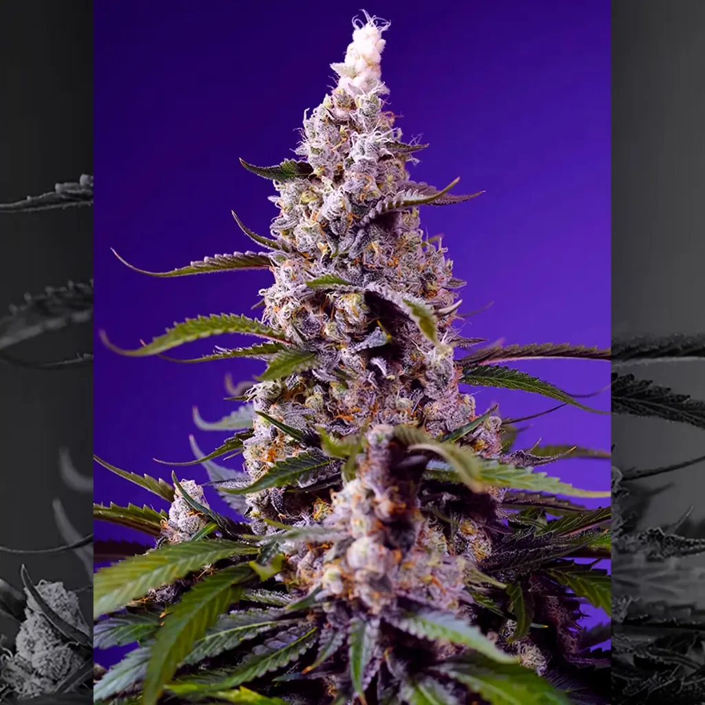 auto-american-pie-mix (2).webp