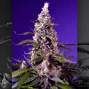 auto-american-pie-mix (2).webp