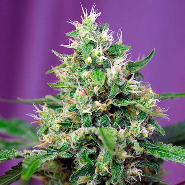 Auto-Sweet-Amnesia-Haze-XL---31-u-fem-Sweet-Seeds.webp