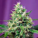 Auto-Sweet-Amnesia-Haze-XL---31-u-fem-Sweet-Seeds.webp