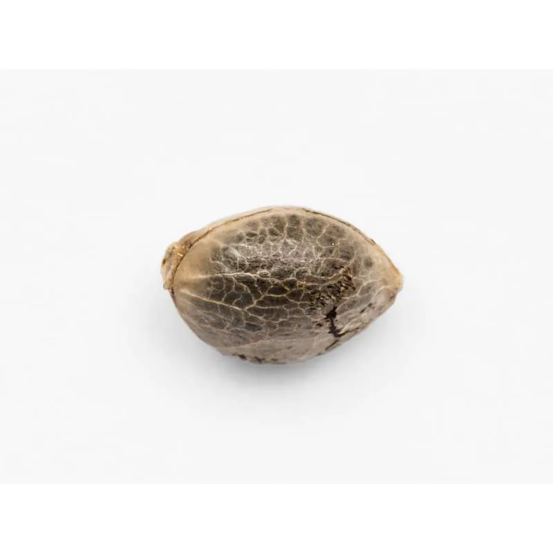 gelato-auto-5-semillas (2).webp