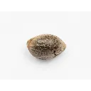 gelato-auto-5-semillas (2).webp