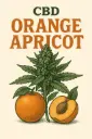 ORANGE APRICOT (6€)